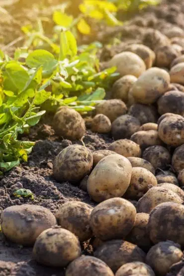 Selbst angebaute Kartoffeln ernten