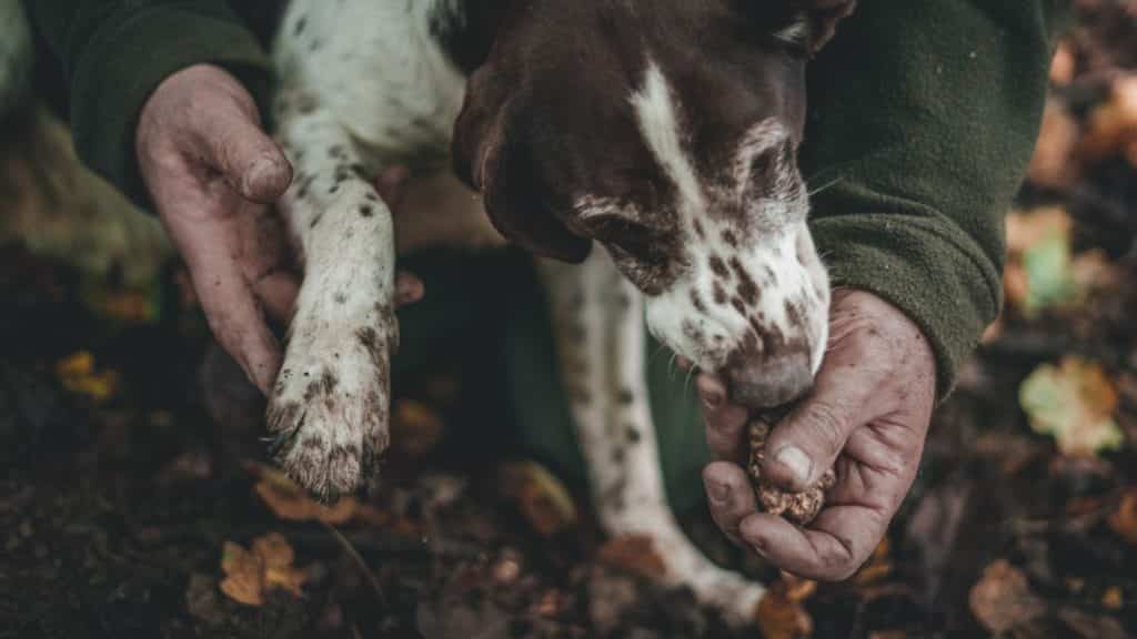 Trüffeöhund auf der Suche nach dem schwarzen Gold