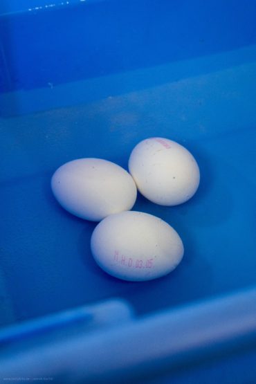 Eier im Sous Vide Becken garen
