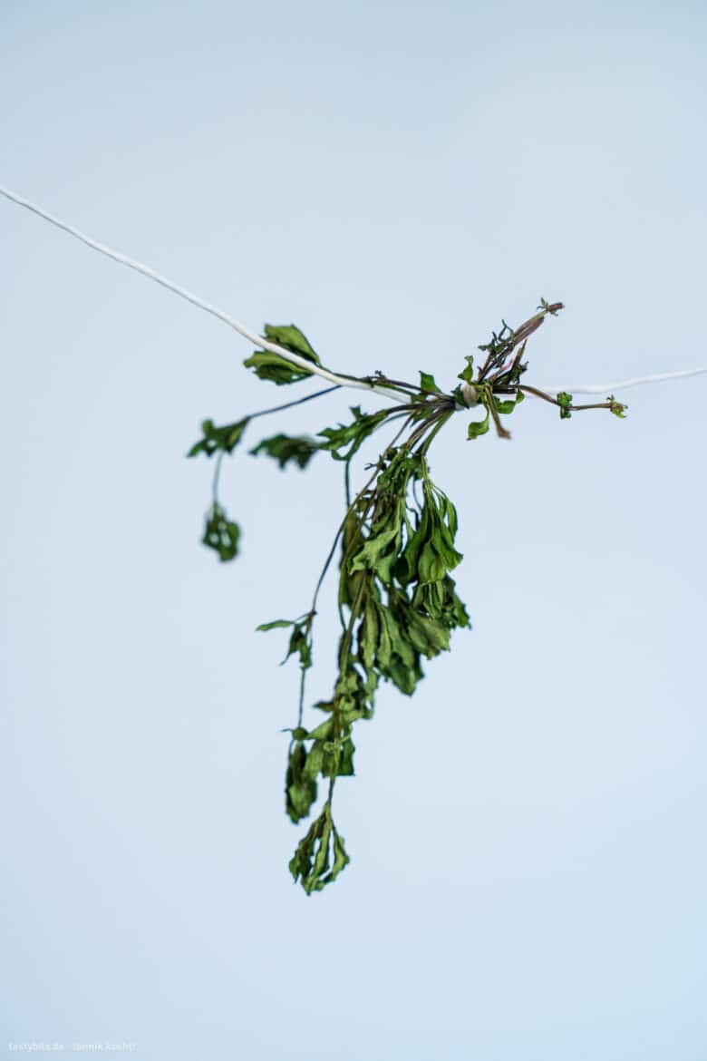Angewelkter Waldmeister
