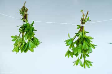 Waldmeister trocknen